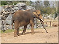 Elephant at Colchester Zoo