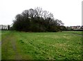 Footpaths  go  either  side  of  this  wooded  area