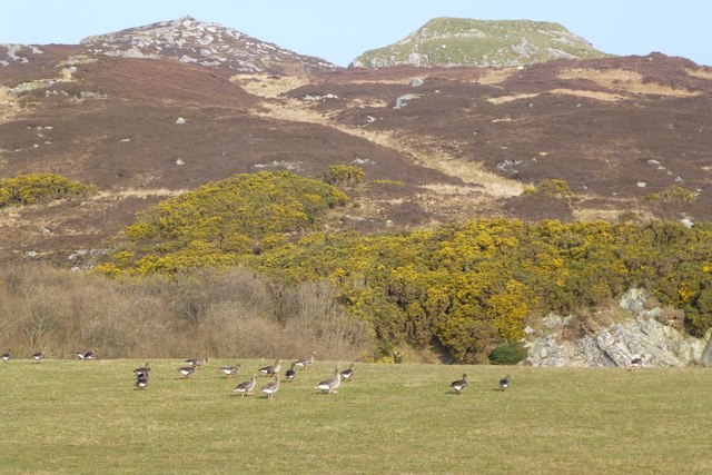 White-fronted and Greylag geese 