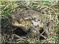 NY8655 : Toad by the lough near Crawberry Hill by Mike Quinn