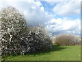 Hedgerow on the edge of Edenbridge