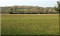 Sheep near Butterdon