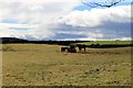 Whiteley Horses