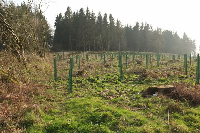 Cleared and replanted woodland near Butterdon