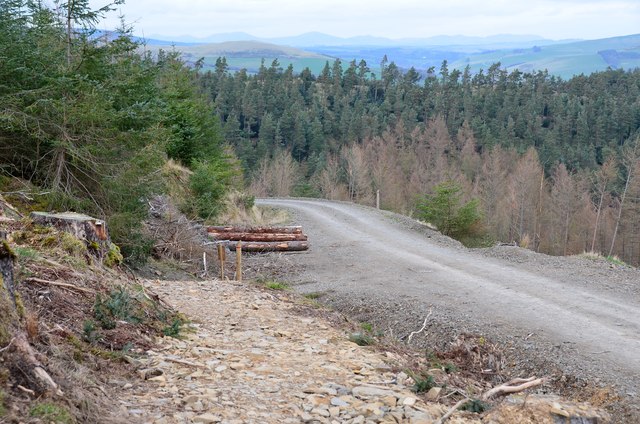 New path joins forest road, Cademuir