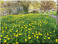 Dandelions over Brown Lane tunnel