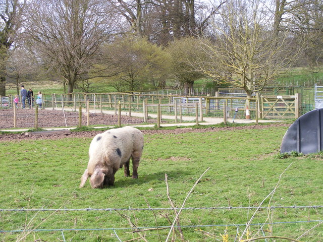 Pig Field