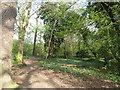 Path in Ainslie Wood