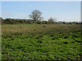 Damp field near Langham