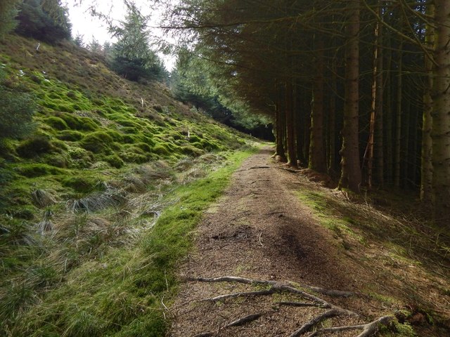 Path through woodland
