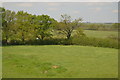 Hedge near Swallett Farm