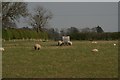 TA1202 : Sheep in field south of Cabourne High Woods by Chris