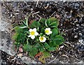 Barren strawberry in a crack between kerb and drive