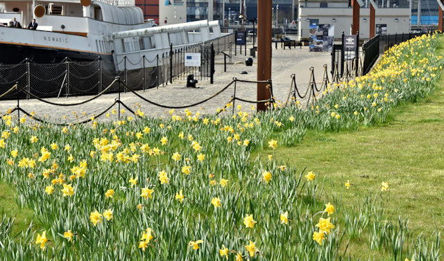 Daffodils, Titanic Quarter, Belfast (April 2017)