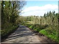 Country road through Graig Wood