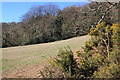 Field on Thistle Hill