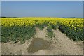 Rape fields near Catterton