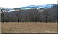 Soggy ground north of Heol-fawr