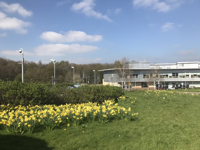 Daffodils in front of the Medical School at Keele University