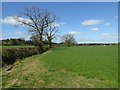 Trees in hedgerow near Court Robert