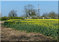 Oil seed rape crop near Gate Burton