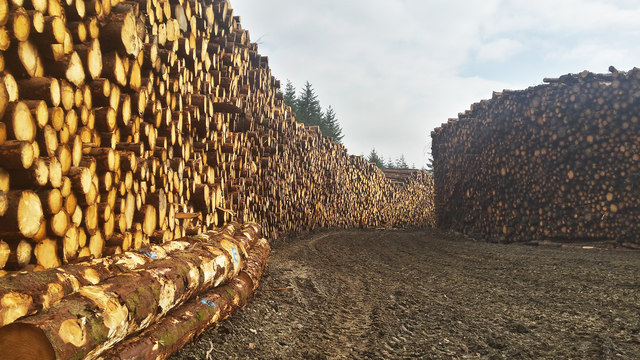 Forwarded Timber near Loch Beag