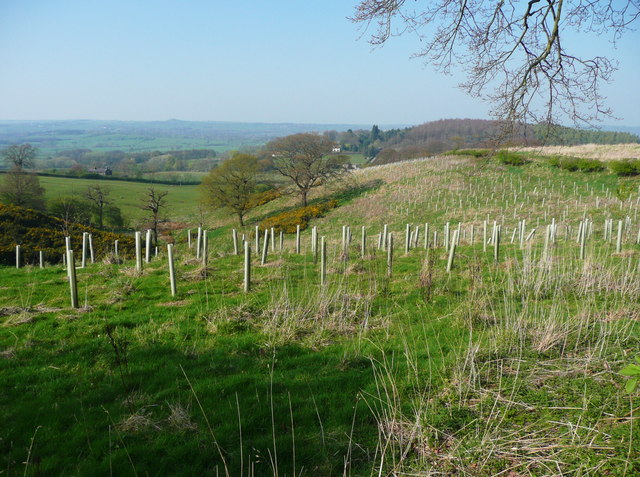 New tree planting and a valley, Weardley, Harewood