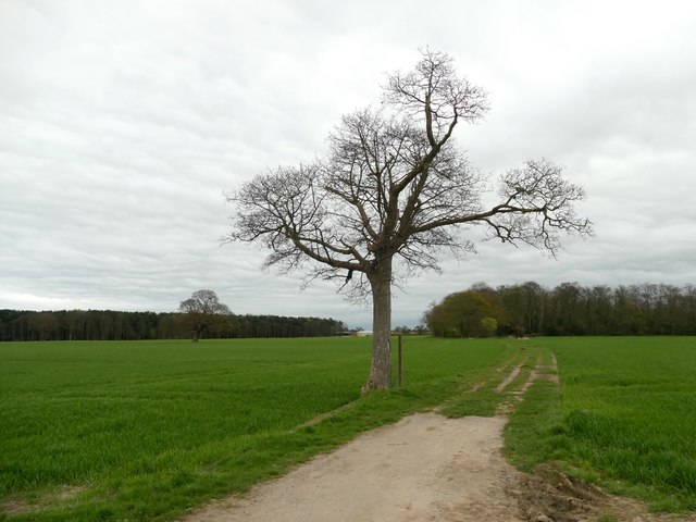 Winter tree beside a bridleway