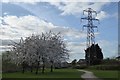 SK4934 : Cherry blossom and pylon AK48 by David Lally