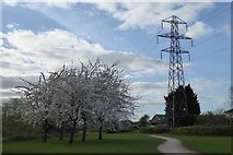 SK4934 : Cherry blossom and pylon AK48 by David Lally