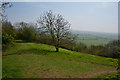 Sedgemoor : Grassy Hillside