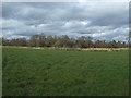 Grassland towards woodland