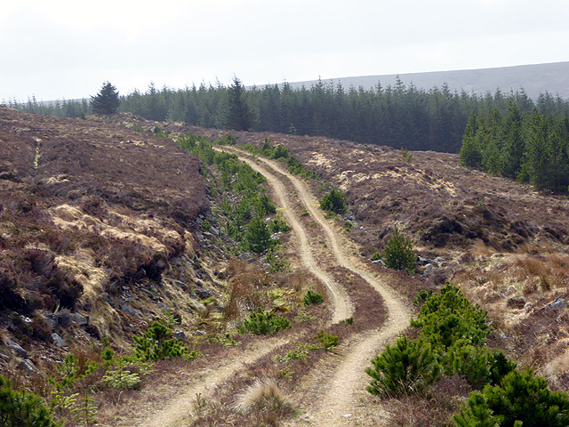 Track winding through the Channain Forest