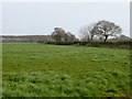 Field near Millrigg Farm