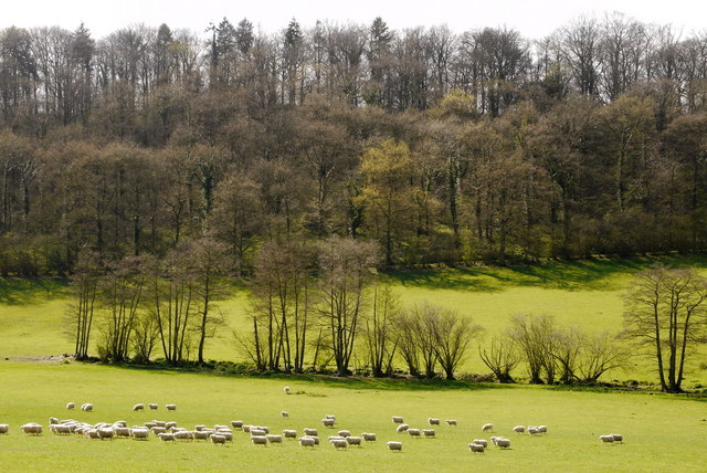 Sheep pasture and Nurdens Wood