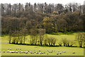 Sheep pasture and Nurdens Wood