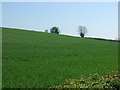 Crop field, Crowle