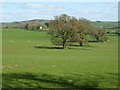 Trees in a field