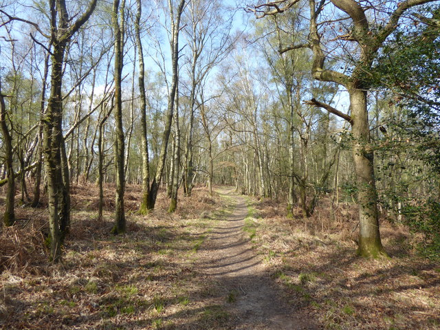 Path through woodland, Ashdown Forest © Marathon :: Geograph Britain ...