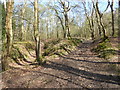TQ4033 : Path alongside the Pale on the edge of Ashdown Forest by Marathon