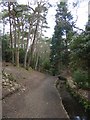 Path and stream in Branksome Chine