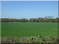 Crop field near Hill Top Farm