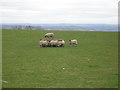 Sheep at play near West Carlton