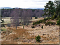 Abernethy Forest