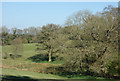 Trees on Stone Hill