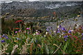 SN0439 : Bluebells, sea pinks and campion on the cliff-edge, above Traeth Samuel by Christopher Hilton