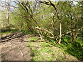 Bridleway goes north beside stream towards Horsham Lane 