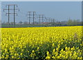 Power lines and oil seed rape