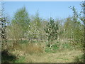 Young woodland near Pendragon