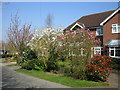 Shiptonthorpe magnolias 2